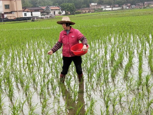 龙颈农户种水稻不用再看天的 脸色 了