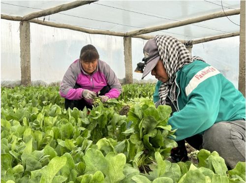 库尔勒 大棚蔬菜迎丰收 产业兴旺助农增收
